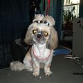 shih tzu Figa