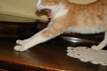 Koty do adopcji #adopcja #adopcje #Gliwice #kocięta #kot #kotki #koty #pomoc #przygarnę #schronisko #zaadoptuję #zwierzęta