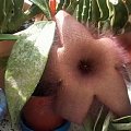 stapelia grandiflora