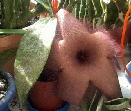 stapelia grandiflora