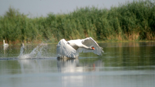 Łabędź