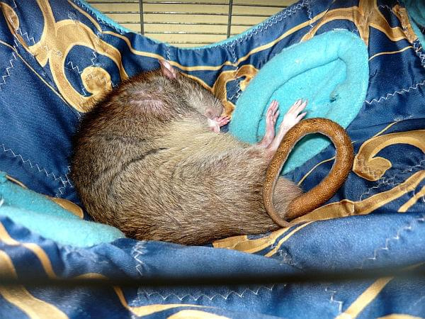 Odpoczynek #szczury