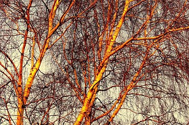 Brzoza o zachodzie słońca #drzewo #drzewa #brzoza #ZachódSłońca #grudzień