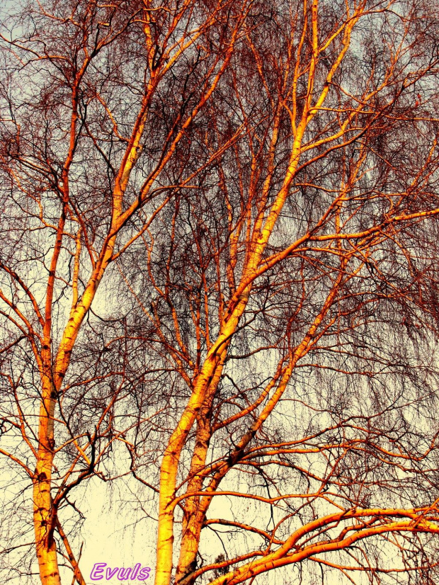 Brzoza o zachodzie słońca #drzewo #drzewa #brzoza #ZachódSłońca #grudzień