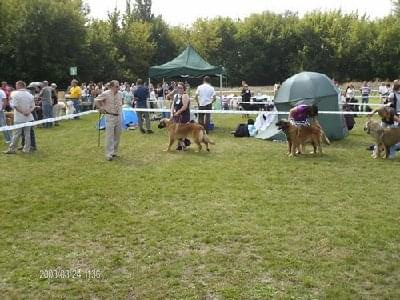 #leonberger #AptekaNatury