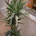 dracena