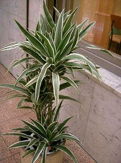 dracena