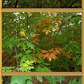 Jeszcze trochę jesiennie... #jesień #liście #drzewa #las #motyle
