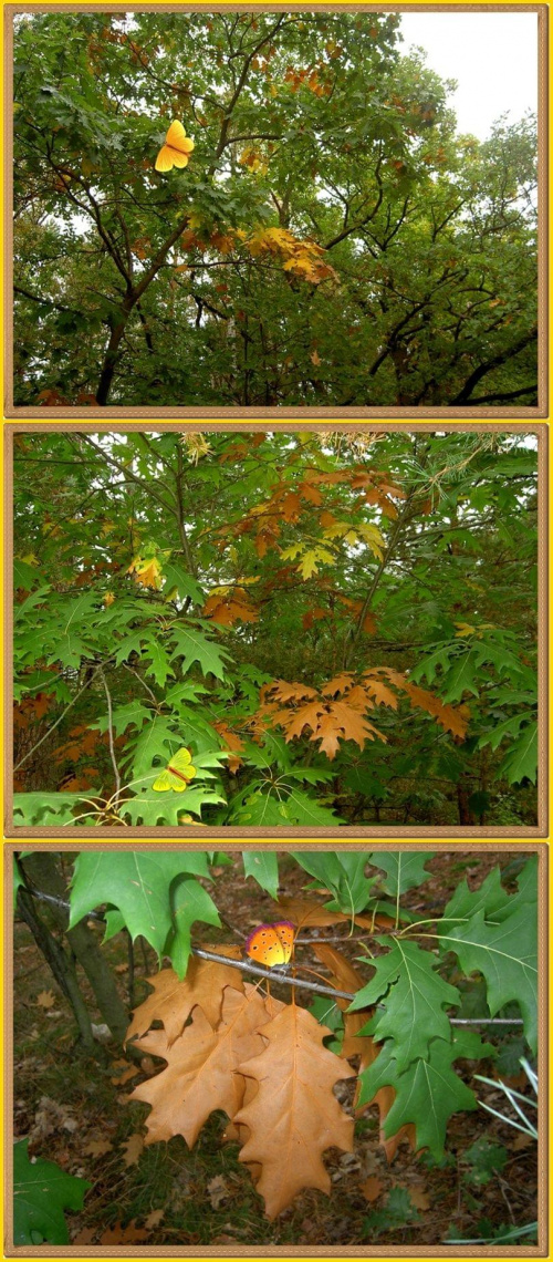Jeszcze trochę jesiennie... #jesień #liście #drzewa #las #motyle