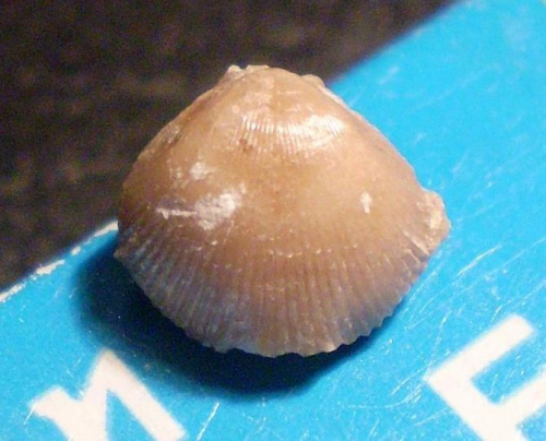 Ramienionóg z rzędu Rhynchonellida . Długość okazu - 1 cm . Wiek : dolny ordowik – dziś . Data znalezienia : 2005 .