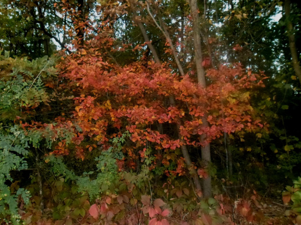 #drzewa #lasy #przyroda #liść #las #rośliny #natura #jesień