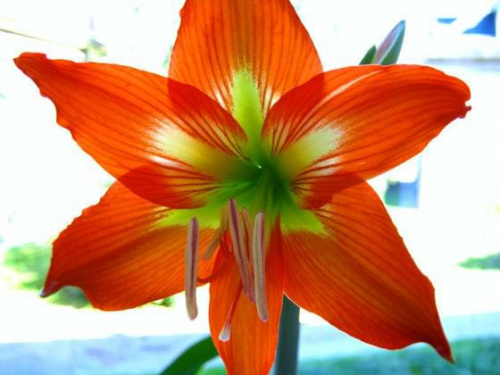 #hippeastrum #amarylis