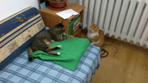 Nitek oswaja się z nowym miejscem #kot