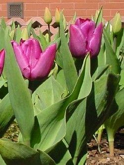 Purple Emperor #kwiaty #tulipany