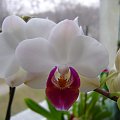 Falenopsis (Phalaenopsis) #PhalaenopsisFalenopsis