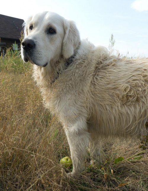 portrety Rokiego #pies #zwierzęta