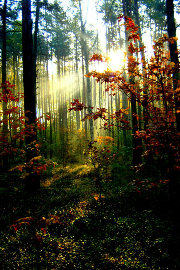 Jesienny poranek w lesie #las #jesień #poranek