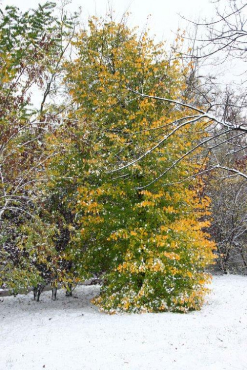 Październikowa zima w Parku Śląskim w Chorzowie, 28.10.2012 #AtakZimy #Chorzów #GórnyŚląsk #mróz #ParkŚląski #październik #Październik2012 #śnieg #ZimaNaGórnymŚląsku