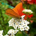 #kwiatki #motyl #ogród #przyroda