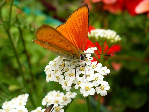 #kwiatki #motyl #ogród #przyroda