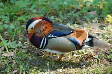 Relacja z niedzielnego spacerku po Łazienkach Królewskich w Warszawie #Kaczka #Ptak #Przyroda