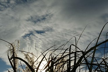 #jesien #slonce #rosliny