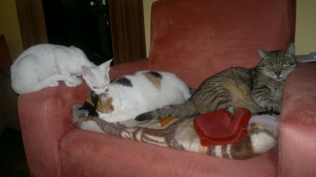 2szczupaczki i kosmitka