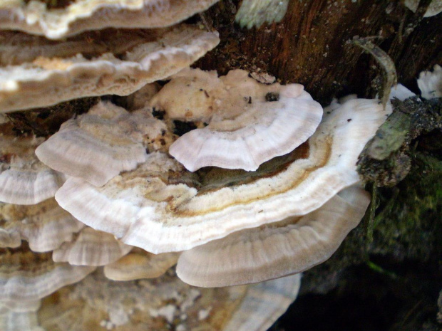 Trametes ochracea . Data : 11.02.2008. Miejscowość : Piaski Wielkopolskie .