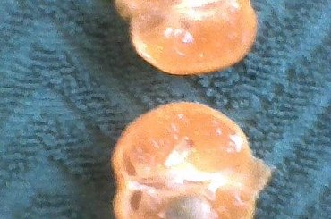 przekrój owocu Kalamondyny #cytrusy #Kalamondyna