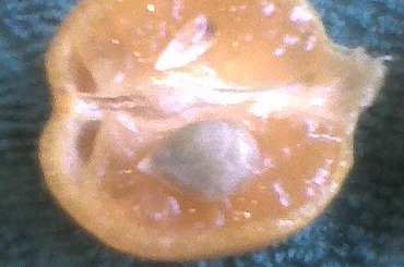 pierwszy owoc z przekrój #cytrusy #Kalamondyna