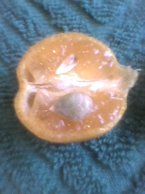 pierwszy owoc z przekrój #cytrusy #Kalamondyna