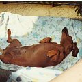 Sara nieśmiało opala swoje ciało :) #psy #jamniki