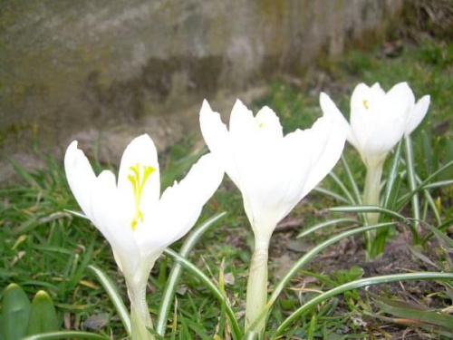 a tutaj tez krokusy:) #krokusy #kwiaty #wiosna