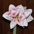 odmiana 'Elvas' - 18 stycznia 2009 #Hippeastrum #Elvas #hydroponika #amarylis