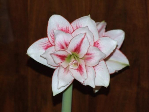 odmiana 'Elvas' - 18 stycznia 2009 #Hippeastrum #Elvas #hydroponika #amarylis