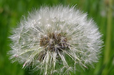 Dmuchawiec... #Dmuchawiec #mlecz #roślina #natura #kwiat