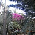 spacer po ogrodzie Laurenta w Marrakeszu