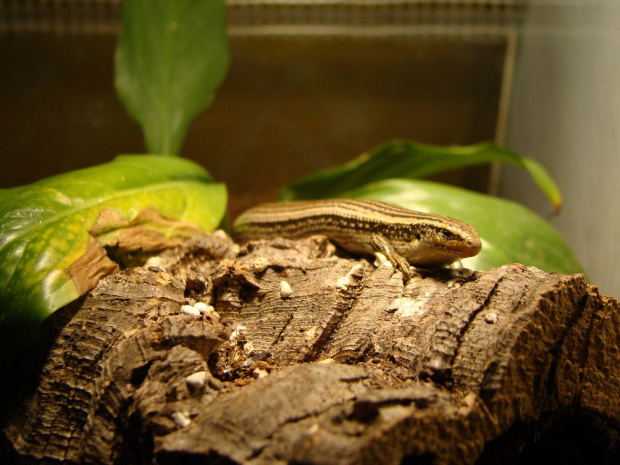 Chalcides Sexlineatus