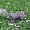 royal botanic gardens - edinburgh