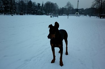 Kochający ludzi Doberman do adopcji w Skawinie1 #adopcja #Dobek #Doberman #pies #pomoc #schronisko