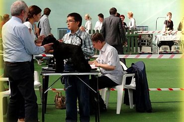 #champion #pies #sznaucer #wystawy #zibi