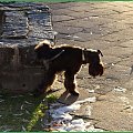 Spacer pątek 28 grudnia #pies #spacer #zwierzęta