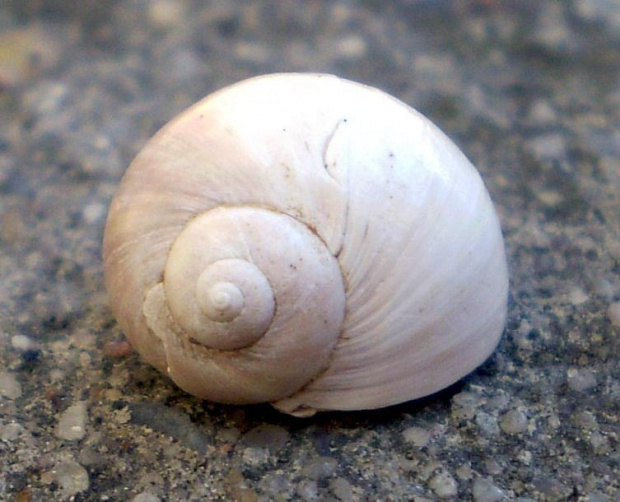 Ślimak Natica tigrina . Długość okazu - 1,1 cm . Wiek : miocen – dziś ( ale może też były starsze ) . Data znalezienia : ? Podarunek od kolegi który kupił okaz przez internet . Miejsce znalezienia : Korytnica .