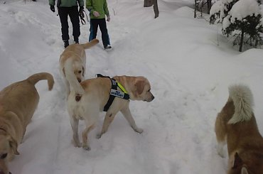 #Homer #labrador #pies #zdjęcia #galeria