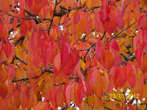 Te zdjęcia robiłem, kiedy poznawałem możliwości swojego nowo nabytego aparatu Kodak #jesień #rośliny #kolory #KoloryJesieni #czerwień #ognisty