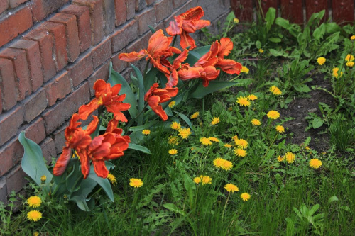 wiosna po murem :D #flora #kwiaty #mniszek #tulipany #wiosna