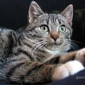 Kiwi - ta kotka ma teraz 4 miesiace i szukam dla niej domu! #KotKotkaKociakBezdomnyAdopcja