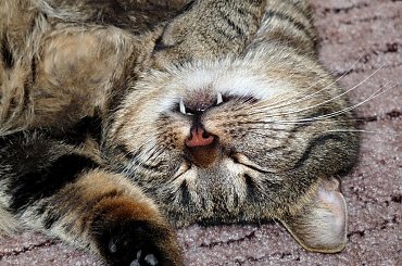 Wampir #kot #koty #natura #wampir #zwierzę