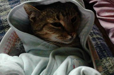 Moje zwierzaki #kot #kotka #pies #suczka #zwierzaki #zwierzęta