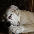 pako